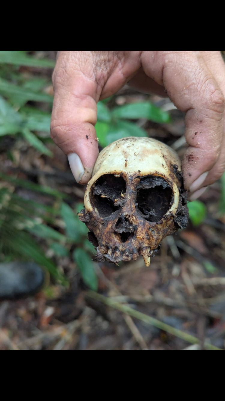 Logo Max Beiersdorfer